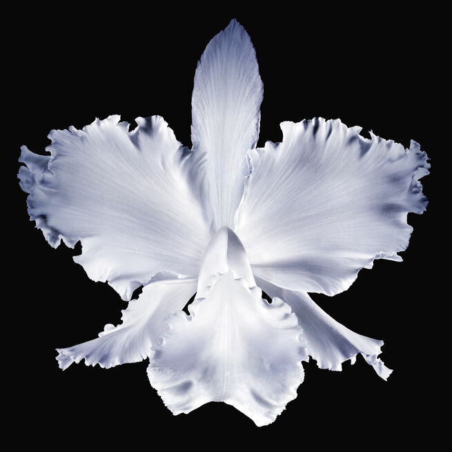Orchid